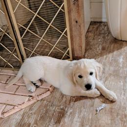 Blue - Light golden male Golden Retriever puppy in Roseburg, Oregon from Unbound Goldens