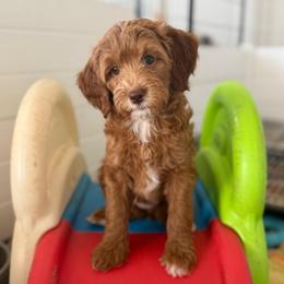 Annie - Red  female Goldendoodle puppy in Maricopa, Arizona from AZ Designer Goldendoodles