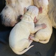 Boozy - White Dogo Argentino puppy in Winter Haven, Florida from Wayward’s Dogos and Spellbound Greyhounds