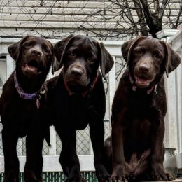 Labrador Retriever Puppies from Rose Gold Retrievers