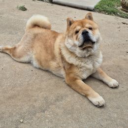 Gossip - Chow Chow