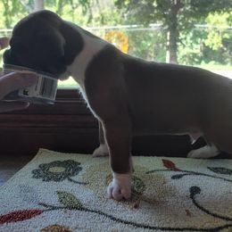 Boxer Puppies from Jewel Ridge