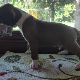 Boxer Puppies from Jewel Ridge