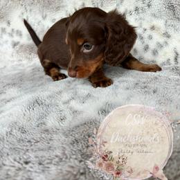 Dachshund Puppies from CSW Dachshunds