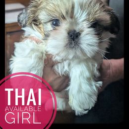 Thai - Tricolor female Shih Tzu puppy in Orient, Ohio from Forever Friends Shih-Tzu