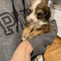 Goldendoodle Puppies from Heartshine Doodles