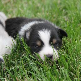 William - Black tri male Miniature American Shepherd puppy in Tiskilwa, Illinois from First Harmony Farms