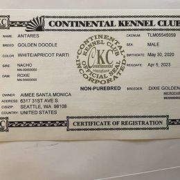 Double Doodle Puppies from Riverside Doodles in Seattle