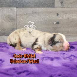 Cade - Blue merle male Miniature American Shepherd puppy in Elgin, Oregon from Cross L Miniature American Shepherds