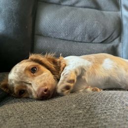 Dobby - Piebald male Dachshund puppy in Lakecreek, Oregon from Forever Doxie