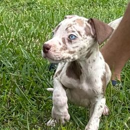 Bobby - Harlequin male Great Dane puppy in Florida from Beachside Kennels