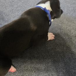Boxer Puppies from Karen Marr