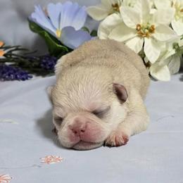 Chinchilla Boy (green toe) - Cream male Pug puppy in Tulsa, Oklahoma from Locust Creek Pugs