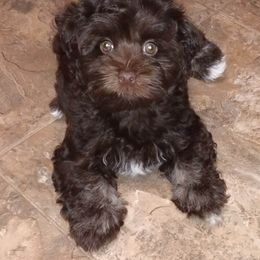 Havanese Puppies from Court Jester Havanese
