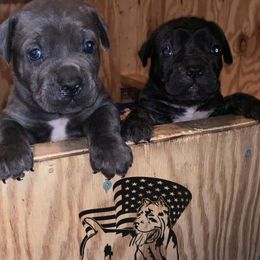 Cane Corso Puppies from Caneolina Corso Kennel