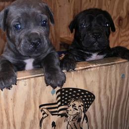 Cane Corso Puppies from Caneolina Corso Kennel