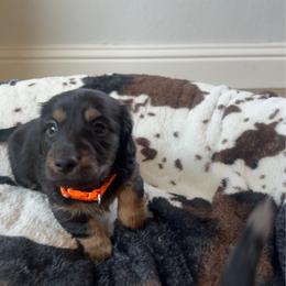 Chewy - Black and tan male Dachshund puppy in Meridian, Id 83646 3658, Idaho from Boise Best Mini Dachshunds
