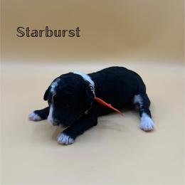Starburst - Black and white female Aussiedoodle puppy in Paragould, Arkansas from AC Doodles & Corgis