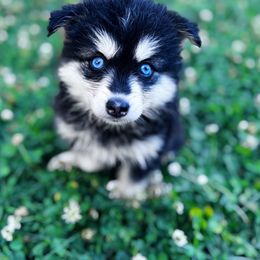 Girl 1 - female Pomsky puppy in Bolton, Connecticut from Elle Pomsky