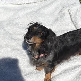 Kinsey - Dachshund