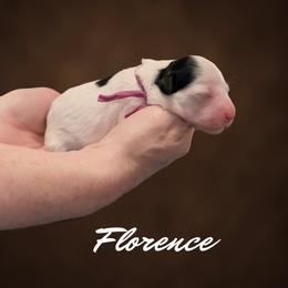 Purple Collar Florence - Tri-color female Bernedoodle puppy in Camden, North Carolina from Fleury Farm Doodles NC