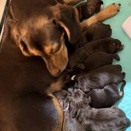 Beagle puppies from Westwood Beagles