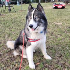 Spencer - Siberian Husky