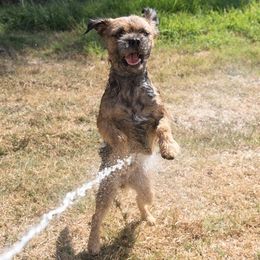 Border Terriers and Whippets from Tumbleweed