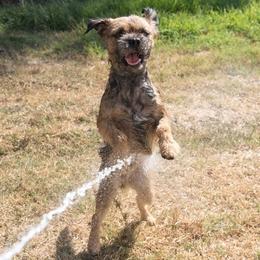 Border Terriers and Whippets from Tumbleweed