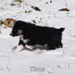 Australian Shepherd Puppies from Glacier Aussies