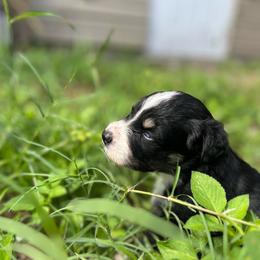 Lori - Black tri-color female Australian Shepherd puppy in Fort Myers, Florida from U Cross Australian Shepherds
