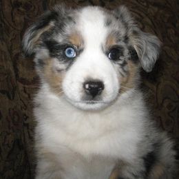 Toy Australian Shepherd Puppies from Jackie lutz