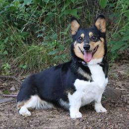 Victoria - Black and tan female Pembroke Welsh Corgi puppy in Fayetteville, Arkansas from Intergalactic Corgis