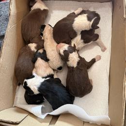 Will update later - Black male Border Collie puppy in Jackson, New Jersey from NJ Bees BC