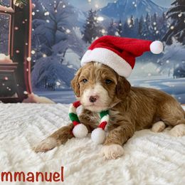 Emmanuel - Red  male Goldendoodle puppy in Newnan, Georgia from Wagging Tailz Pups