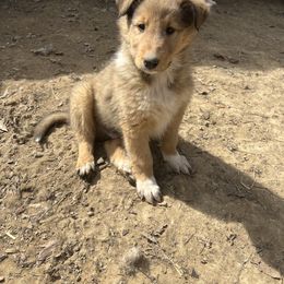 Collie Puppies from KLW Farm & Kennels