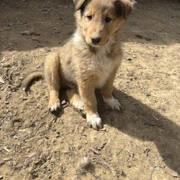 Collie Puppies from KLW Farm & Kennels