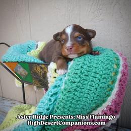 Miss Flamingo - Red tri female Toy Australian Shepherd puppy in Dolan Springs, Arizona from High Desert Companions