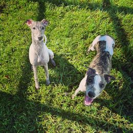 "Fun in the mud" Whippet All Grown Up from Cheshire Whippets