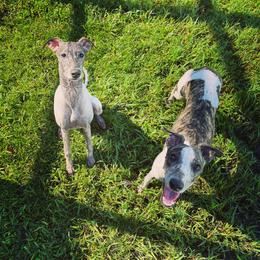 "Fun in the mud" Whippet All Grown Up from Cheshire Whippets