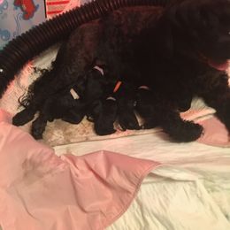 Portuguese Water Dog Puppies from McKnights PWDs