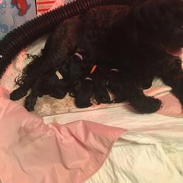 Portuguese Water Dog Puppies from McKnights PWDs