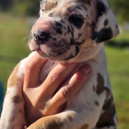 Solo - Harlequin female Great Dane puppy in Granby, Missouri from F5