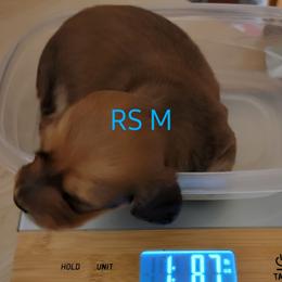 Dachshund Puppies from CLARK'S BREEDING PROGRAM