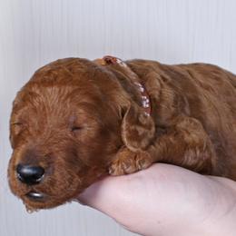 Hugo - Red  male Poodle puppy in Abilene, Texas from Mesquite Kennels