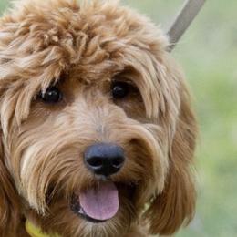 Bernedoodles, Cavapoos, and Goldendoodles from Elsie Lane Doodles