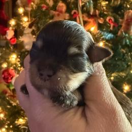 Boy 2 - Liver male Miniature Schnauzer puppy in Avondale, Arizona from Campos Schnauzers