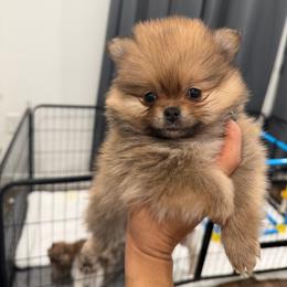 Peaches - Orange sable female Pomeranian puppy in Moody, Texas from Luxury Pets of Central Texas