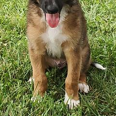 Borzoi and Samoyed Puppies from Kalabria