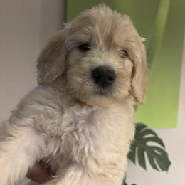 Brodie - Apricot male Goldendoodle puppy in Tucson, Arizona from Cheryl's Goldendoodles